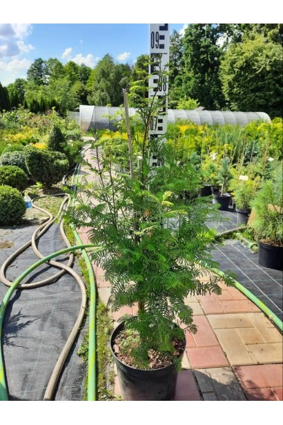 Метасеквойя гліптостробусовидна - 7,5л/вис.80-100см/Ø25-35см